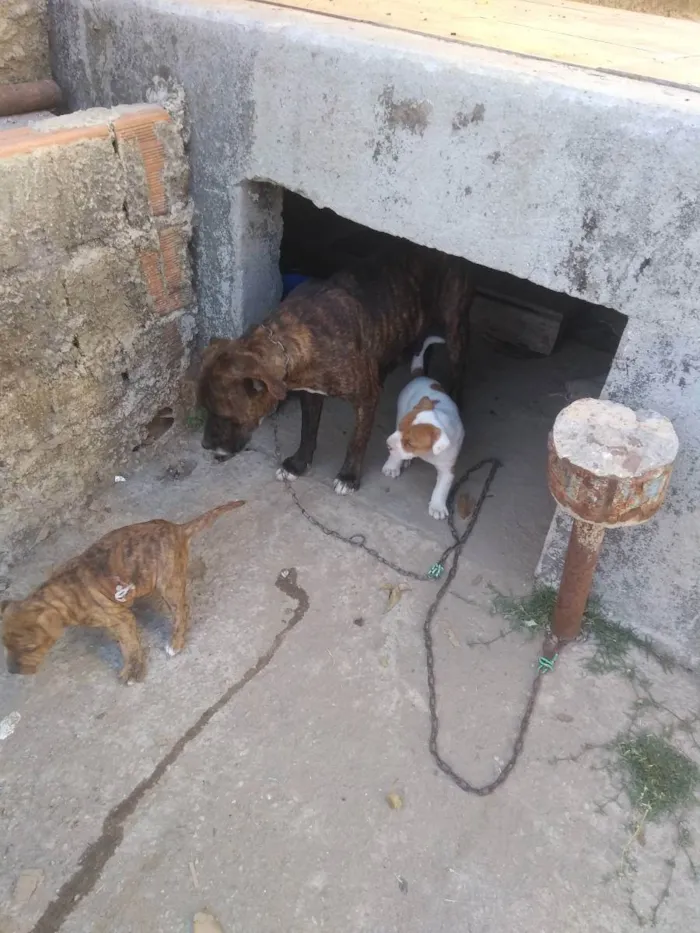 Cachorro ra a Bully com Pit bull idade 1 ano nome Chica