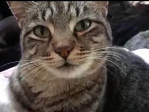 Gato raça Srd idade 1 ano nome Giorgio Armani lindo