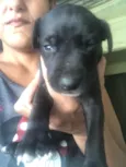 Filhotes
