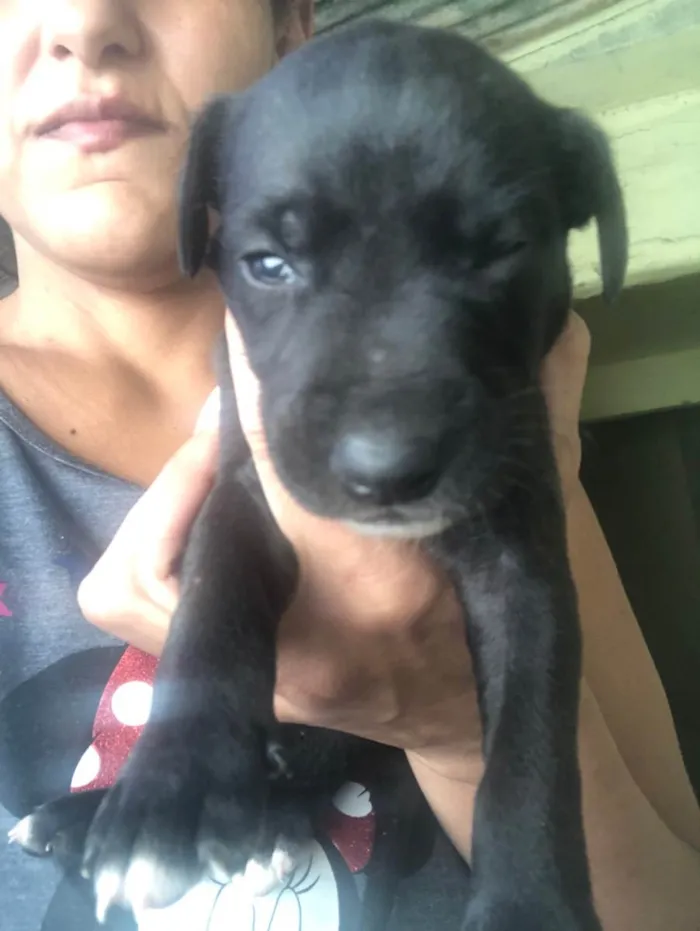 Cachorro raça Indefinido  idade Abaixo de 2 meses nome Filhotes