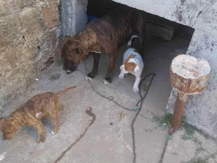 Cachorro ra a Bully com Pit bull idade 1 ano nome Chica