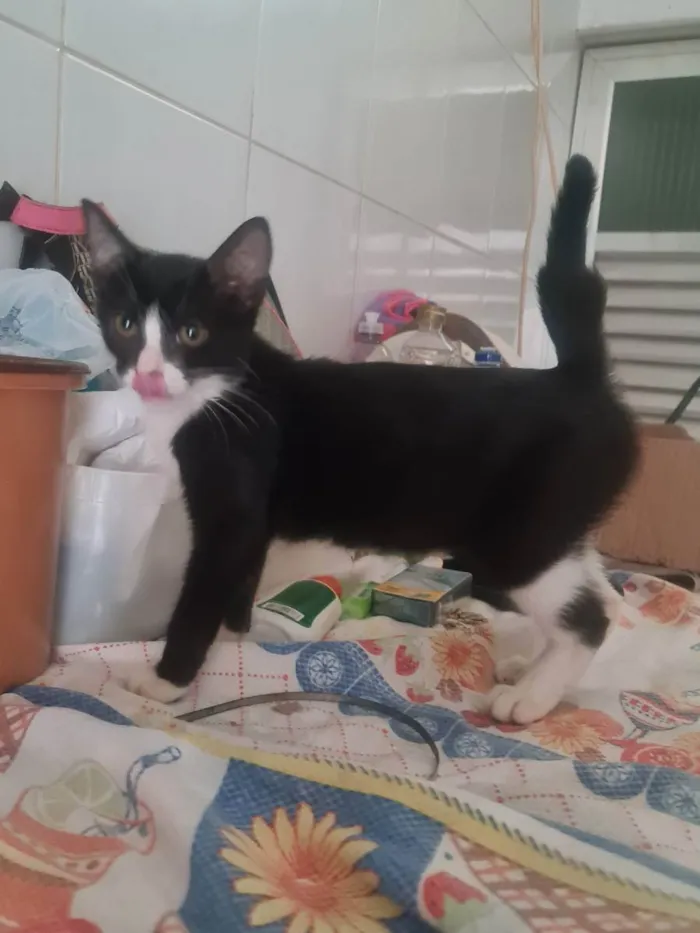 Gato ra a SRD idade 2 a 6 meses nome Suany