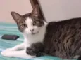 DOT