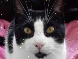 Gato raça Srd idade 1 ano nome Pitoco super Fofo 