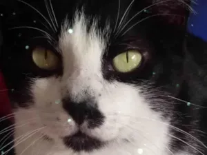 Gato raça Srd idade 1 ano nome Diego gatão lindo 