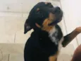 Dengoso