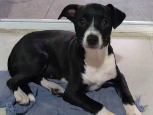 Cachorro raça Vira-latas  idade 2 a 6 meses nome Maria Isabel