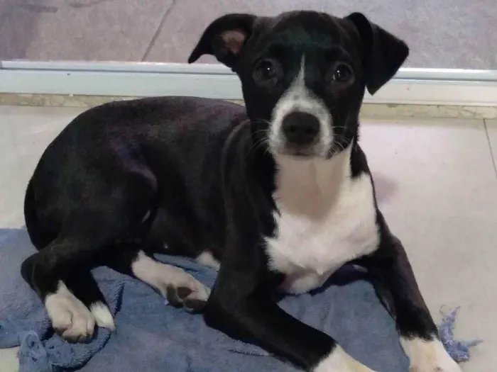 Cachorro ra a Vira-latas  idade 2 a 6 meses nome Maria Isabel