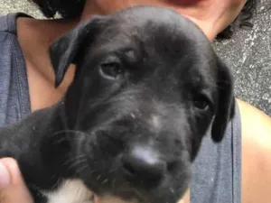 Cachorro raça Indefinido  idade Abaixo de 2 meses nome Filhotes