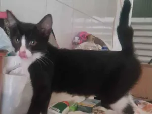 Gato raça SRD idade 2 a 6 meses nome Suany