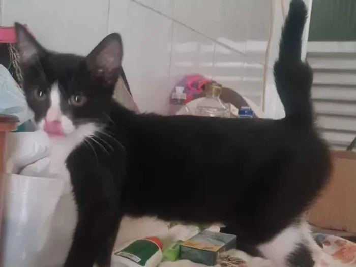 Gato ra a SRD idade 2 a 6 meses nome Suany