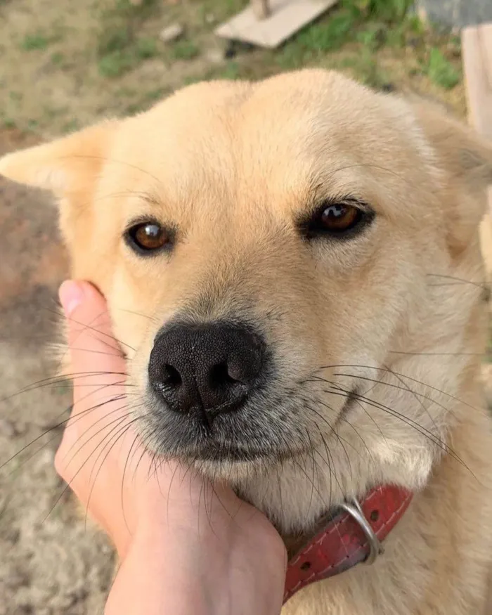 Cachorro ra a  idade 2 anos nome Não sei 