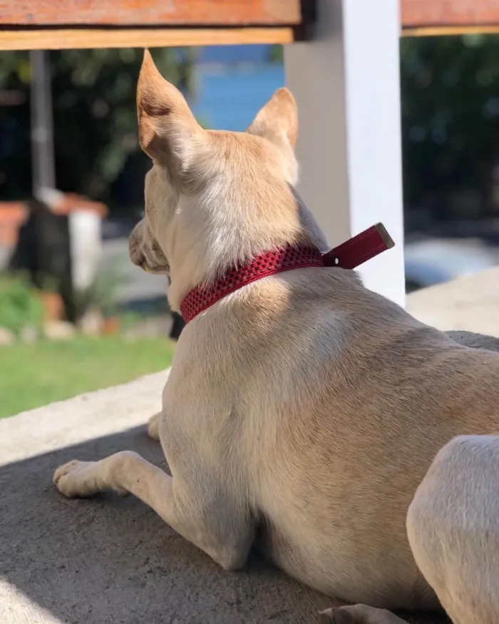 Cachorro ra a  idade 2 anos nome Não sei 