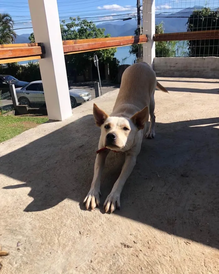 Cachorro ra a  idade 2 anos nome Não sei 