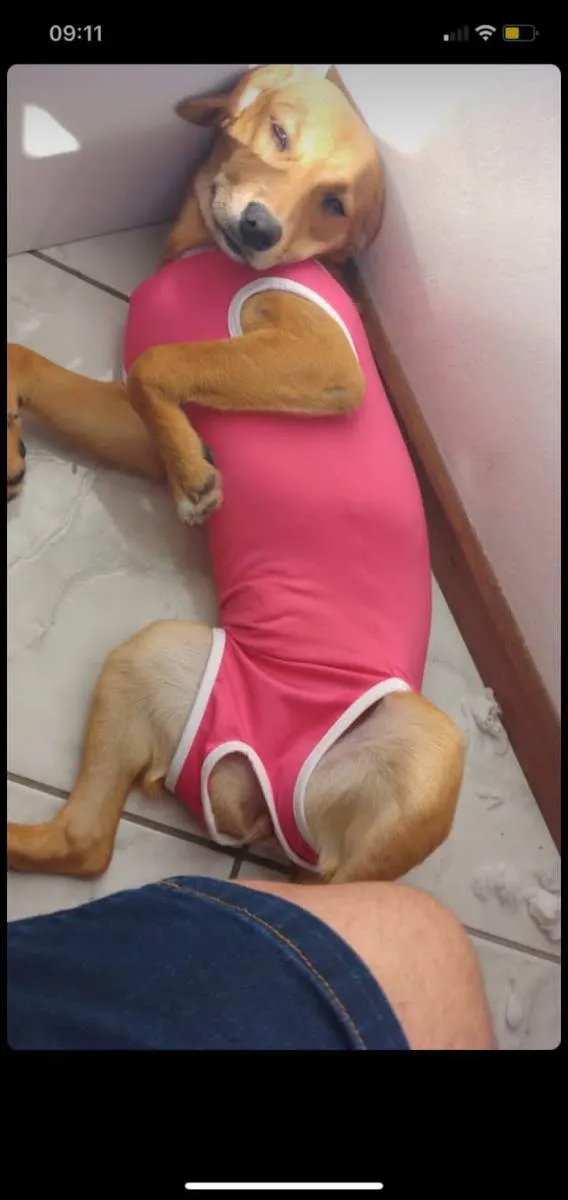 Cachorro ra a Vira lata  idade 1 ano nome Lili