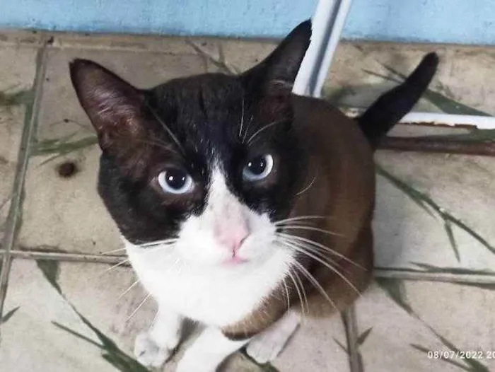 Gato ra a Vira lata  idade 3 anos nome Bartolomeu 