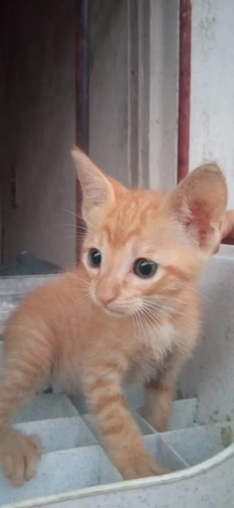 Gato ra a Sem raça definida idade 2 a 6 meses nome Sem nome