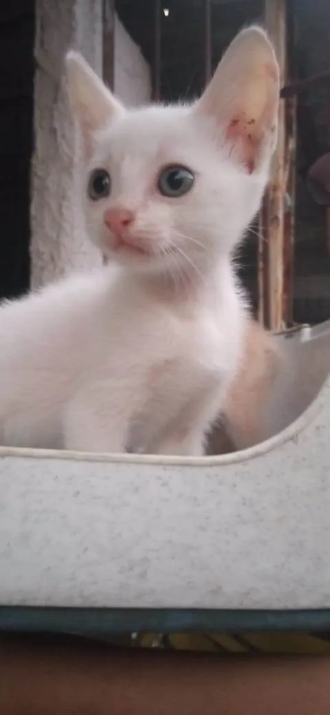 Gato ra a Sem raça definida idade 2 a 6 meses nome Sem nome