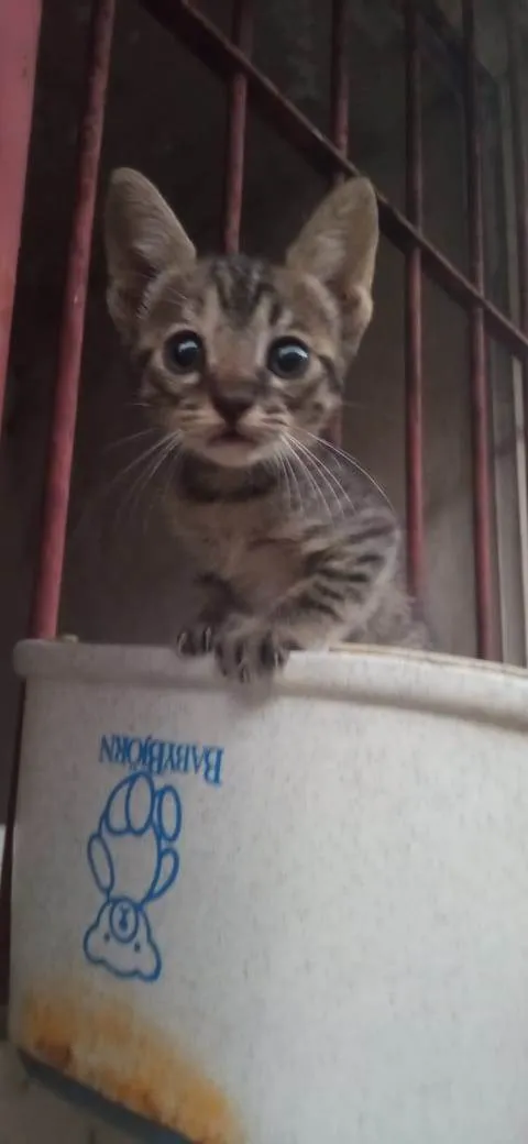 Gato ra a Sem raça definida idade 2 a 6 meses nome Sem nome