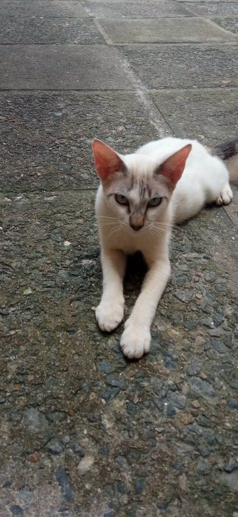 Gato ra a Sem raça definida idade 2 a 6 meses nome Sem nome