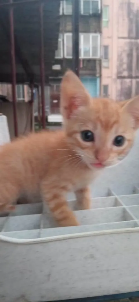 Gato ra a Sem raça definida idade 2 a 6 meses nome Sem nome
