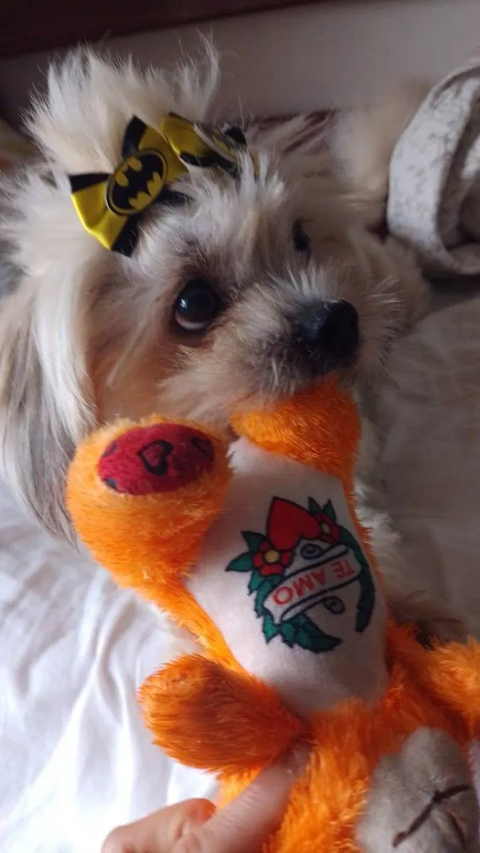 Cachorro ra a Sem raça definida idade 3 anos nome Teo