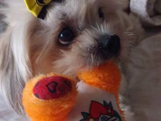 Cachorro ra a Sem raça definida idade 3 anos nome Teo