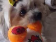 Teo