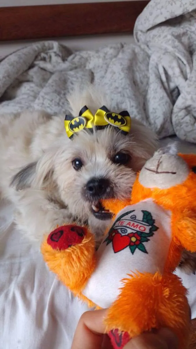 Cachorro ra a Sem raça definida idade 3 anos nome Teo