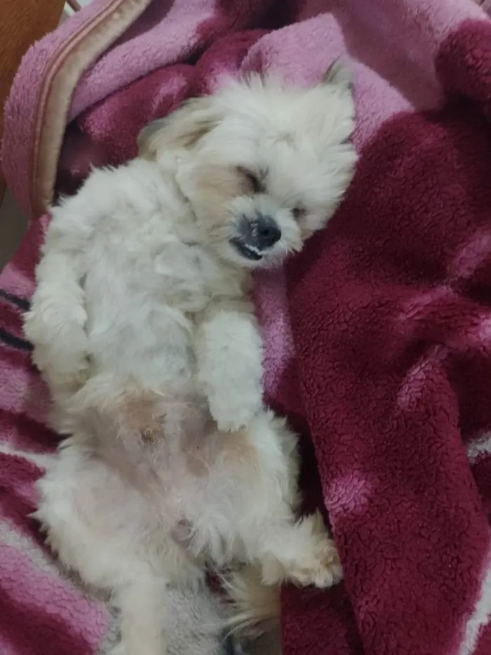 Cachorro ra a Sem raça definida idade 3 anos nome Teo