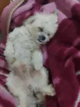 Teo
