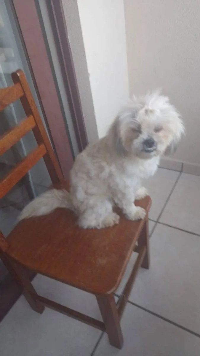 Cachorro ra a Sem raça definida idade 3 anos nome Teo