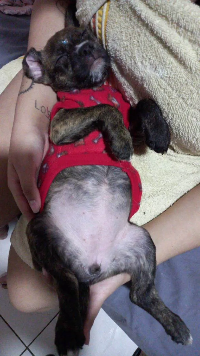 Cachorro ra a SRD idade 2 a 6 meses nome Maggie