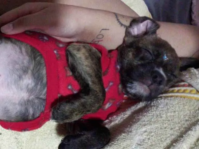 Cachorro ra a SRD idade 2 a 6 meses nome Maggie
