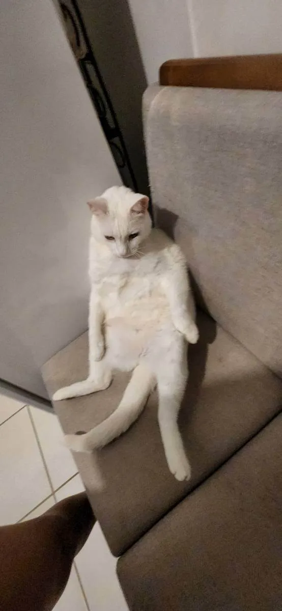 Gato ra a SRD idade 6 ou mais anos nome Branco