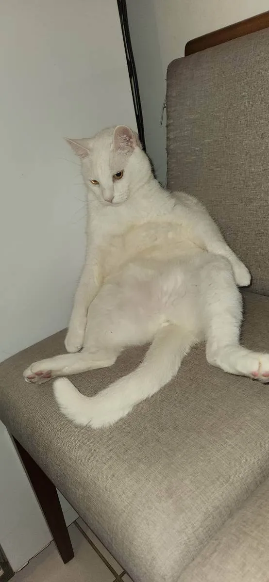 Gato ra a SRD idade 6 ou mais anos nome Branco