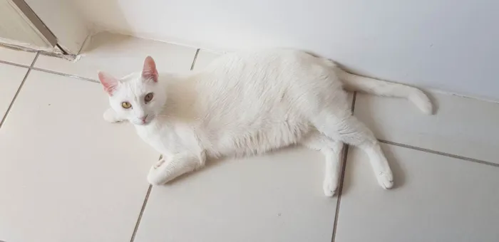 Gato ra a SRD idade 6 ou mais anos nome Branco