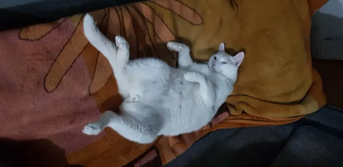 Gato ra a SRD idade 6 ou mais anos nome Branco