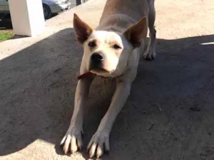 Cachorro raça  idade 2 anos nome Não sei 