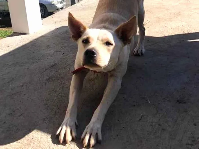 Cachorro ra a  idade 2 anos nome Não sei 