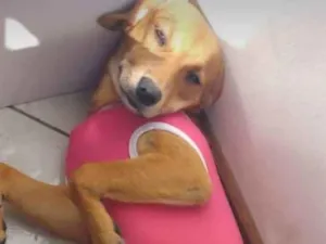 Cachorro raça Vira lata  idade 1 ano nome Lili