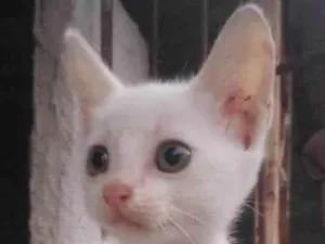 Gato raça Sem raça definida idade 2 a 6 meses nome Sem nome