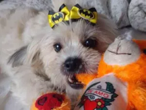Cachorro raça Sem raça definida idade 3 anos nome Teo