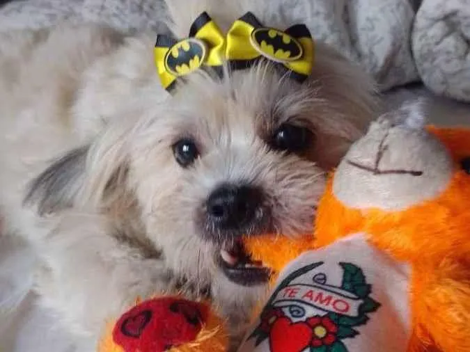 Cachorro ra a Sem raça definida idade 3 anos nome Teo