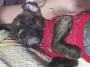 Cachorro raça SRD idade 2 a 6 meses nome Maggie