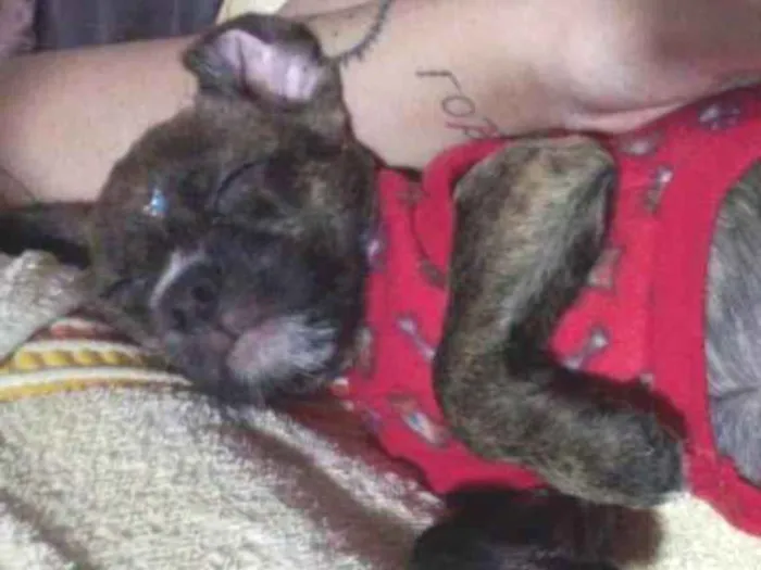 Cachorro ra a SRD idade 2 a 6 meses nome Maggie