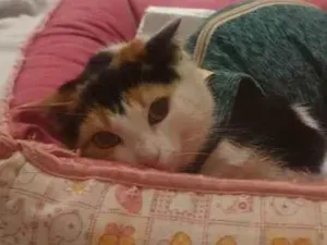 Gato raça SRD idade 2 a 6 meses nome Bianca