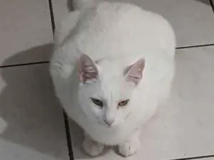 Gato raça SRD idade 6 ou mais anos nome Branco