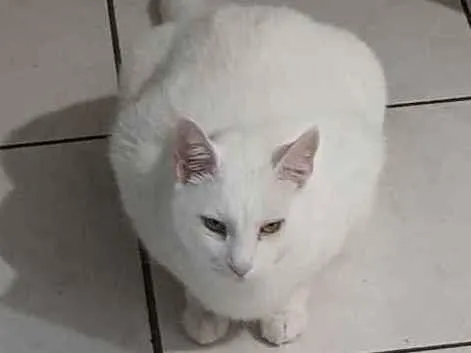 Gato ra a SRD idade 6 ou mais anos nome Branco