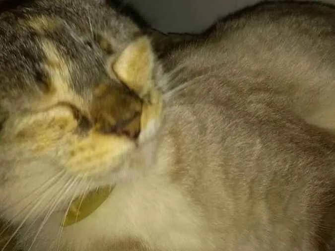 Gato ra a Siames manchada com rajado idade 3 anos nome Nina